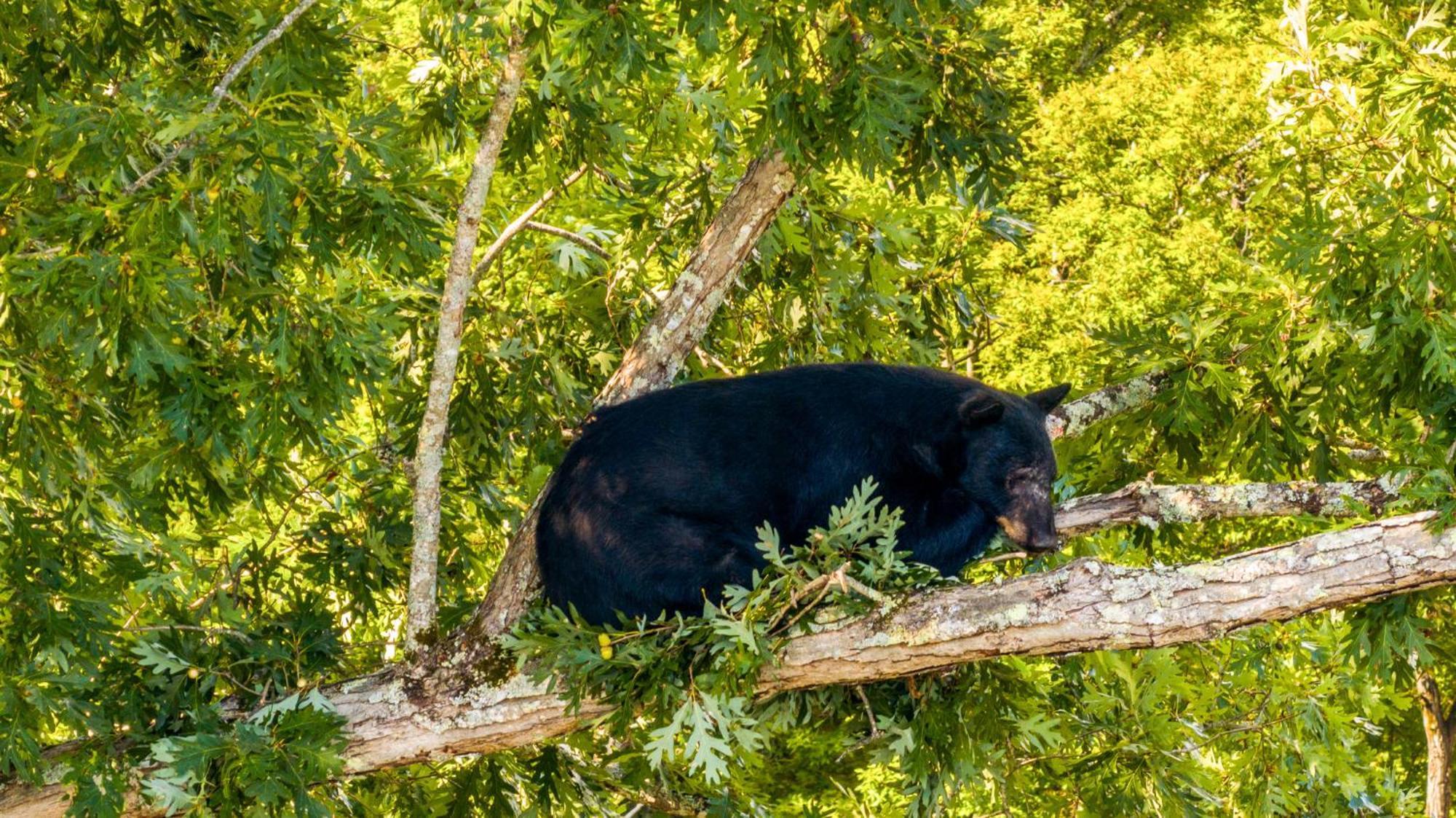 Baloo'S Bungalow Gatlinburg Zewnętrze zdjęcie
